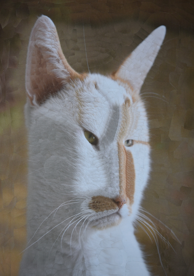 Ориентальный кот грузин