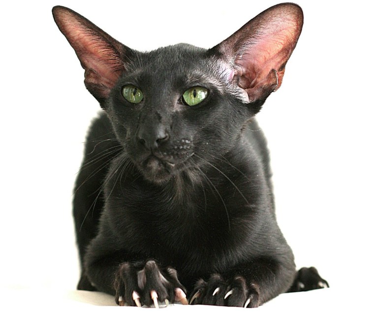 Ориентальная кошка котята