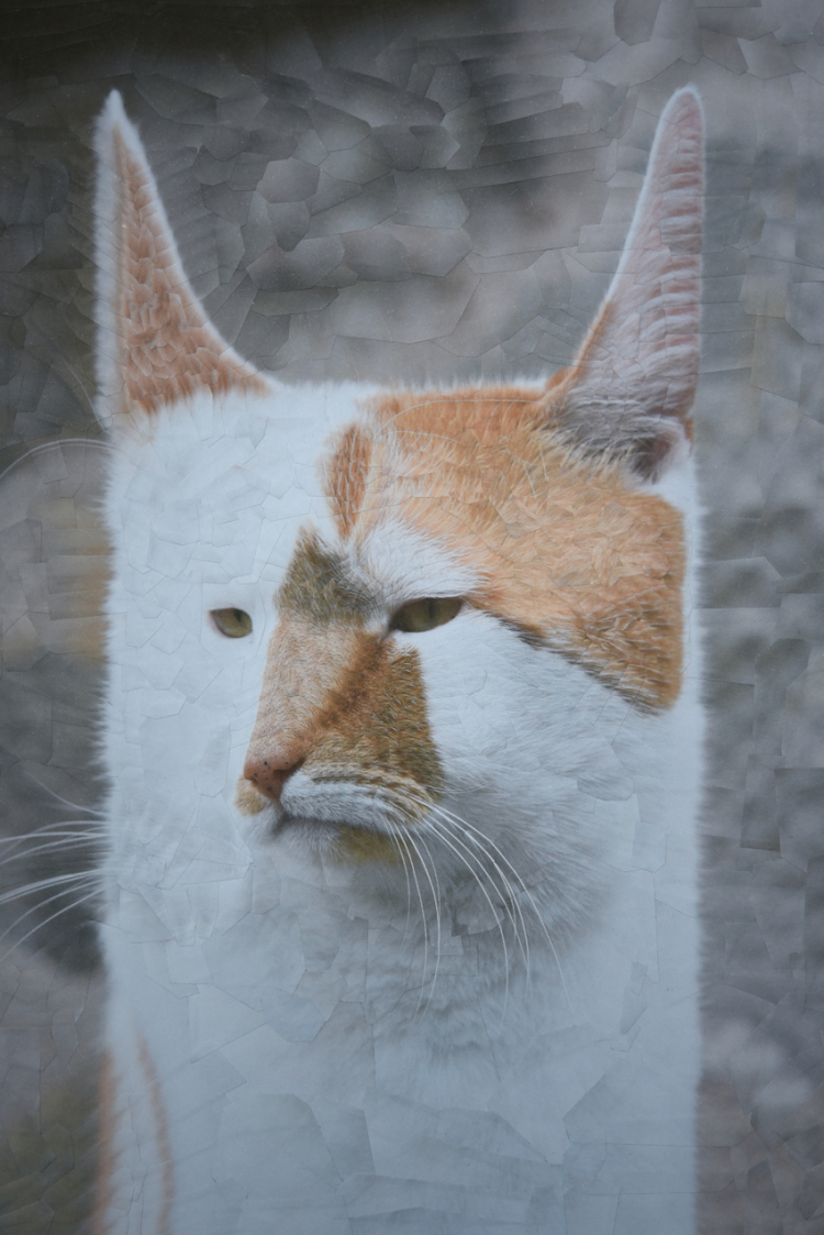 Сервал Мяурицио