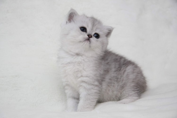 Британская короткошёрстная серебристая шиншилла