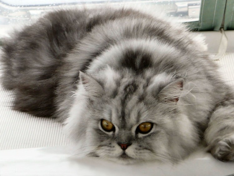 Британский кот окрас шиншилла серебристая