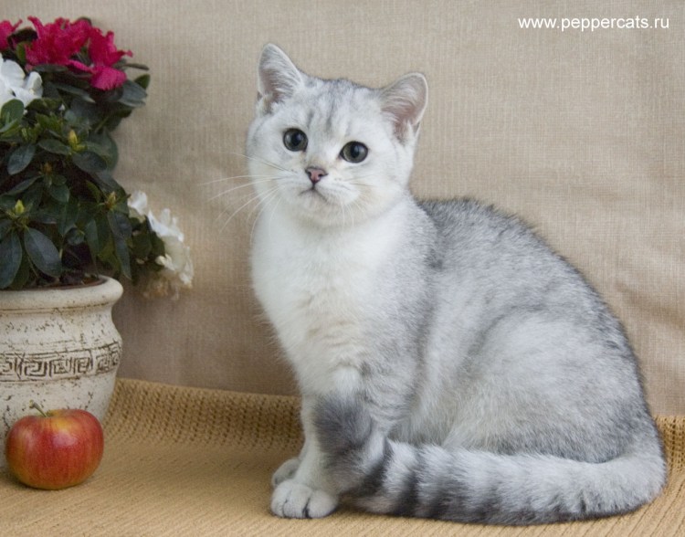 Полуперс шиншилла