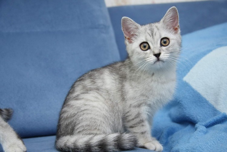 Шотландская скоттиш страйт NS 24