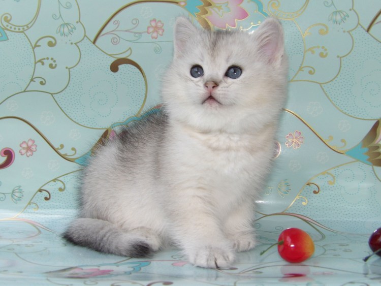 Серебристая шиншилла NS 11