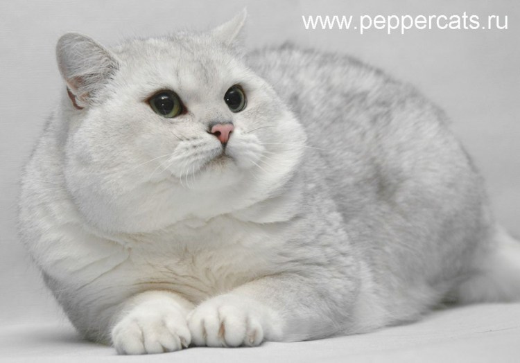 Скоттиш страйт серебристая шиншилла