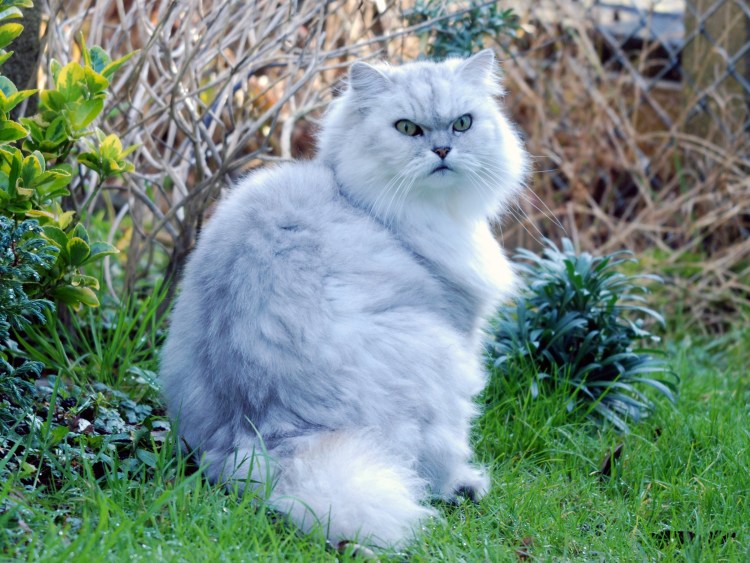 Персидская шиншилла