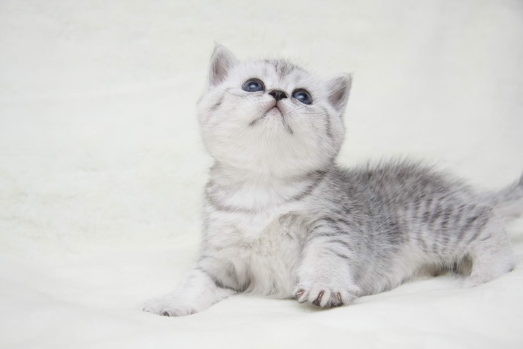 Серебристый затушёванный ns11