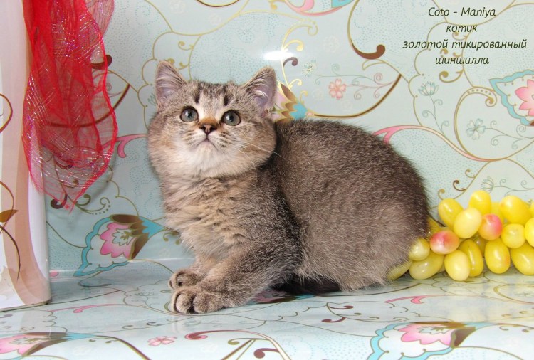 Британская шиншилла циннамон