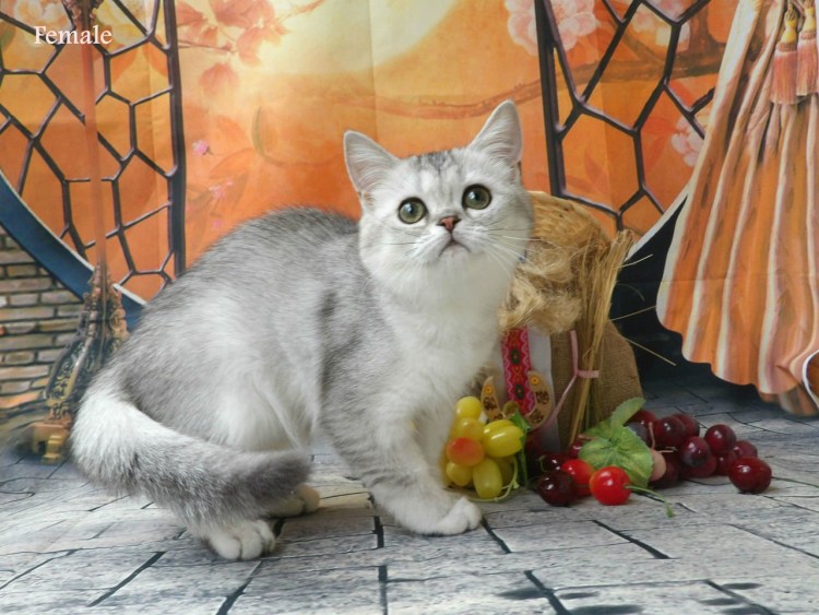 Британская шиншилла серебристая затушеванная