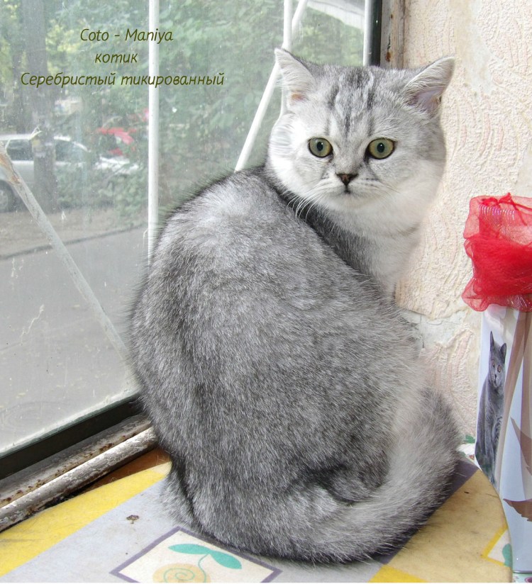 Тикированная шиншилла серебристая