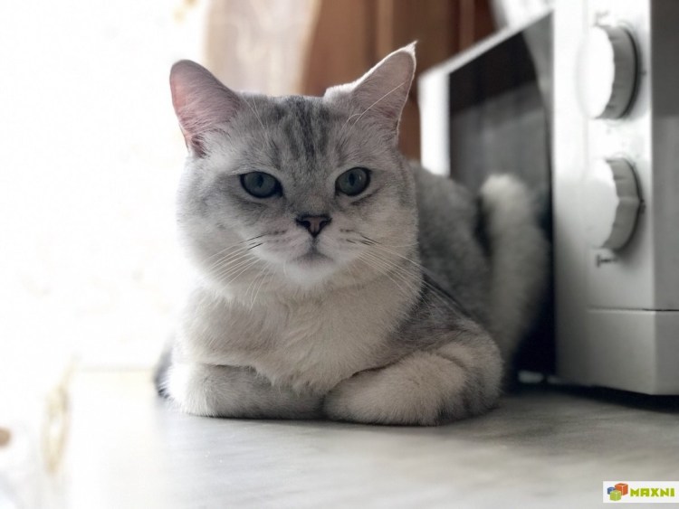 Британская шиншилла серебристая затушеванная