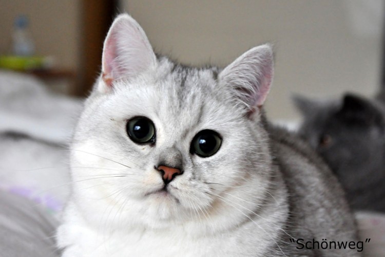 Серая шиншилла кошка