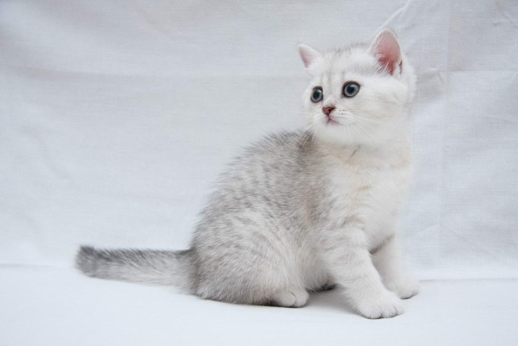 Британская шиншилла белая
