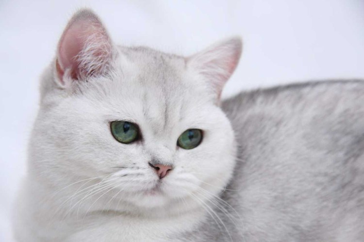Британская серебряная шиншилла