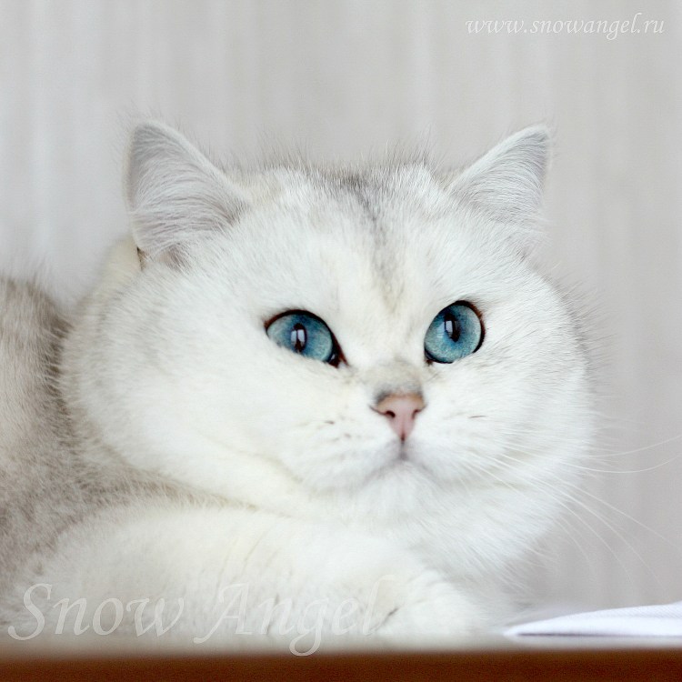 Бурмилла шиншилла