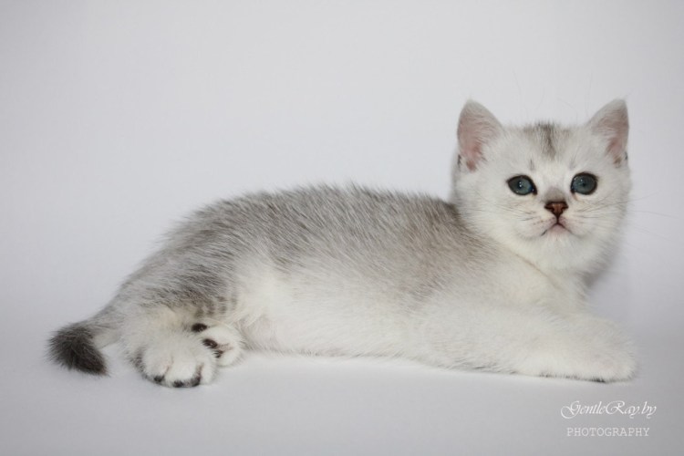 Скоттиш-фолд Шотландская вислоухая