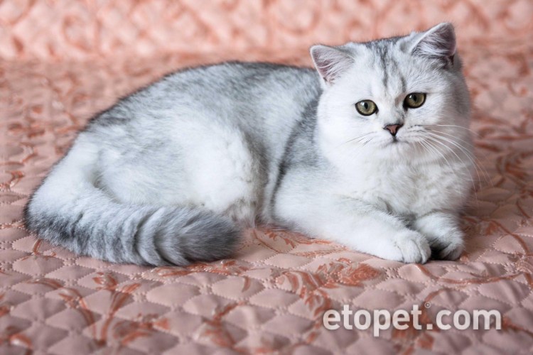 Британская прямоухая серая шиншилла