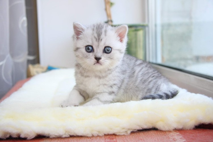 Метис шиншилла кошка