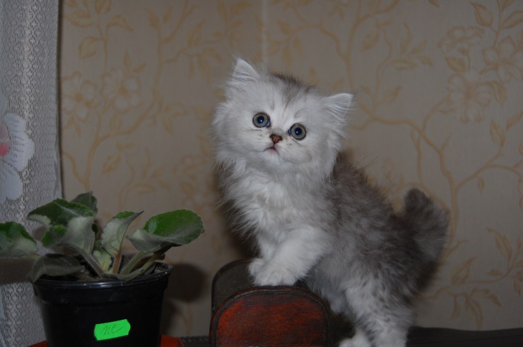 Шотландская короткошерстная шиншилла