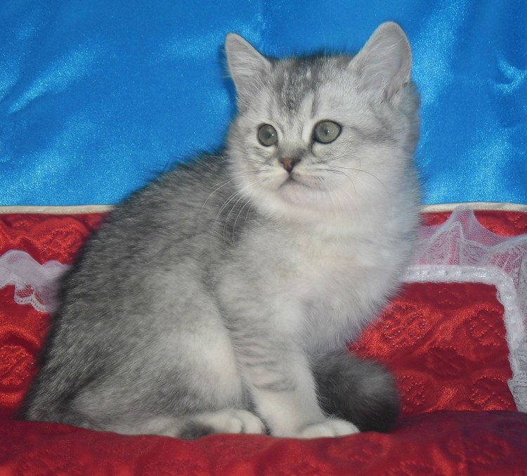 Британская шиншилла котята серые