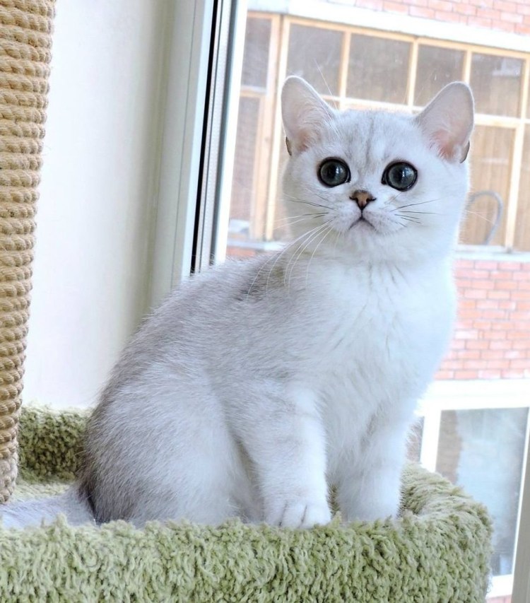 Британская шиншилла серебристая затушеванная