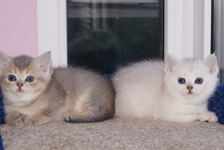 Тикированная шиншилла серебристая