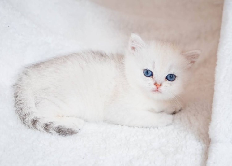 Британская серебристая шиншилла