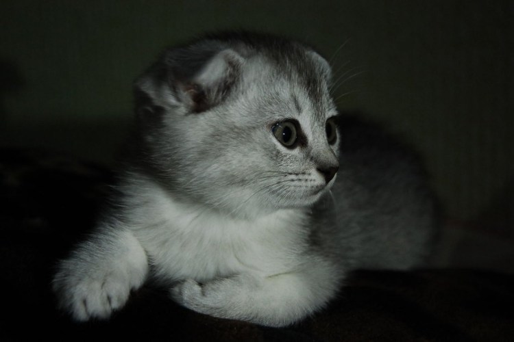 Тикированная шиншилла серебристая