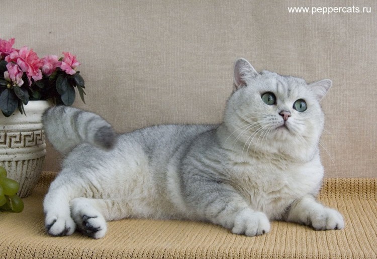 Шиншилловый котенок косоглазый