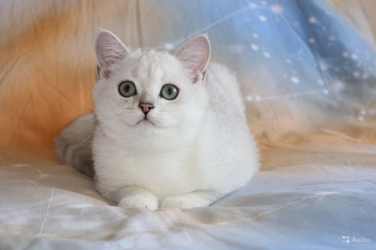 Британская короткошёрстная кошка