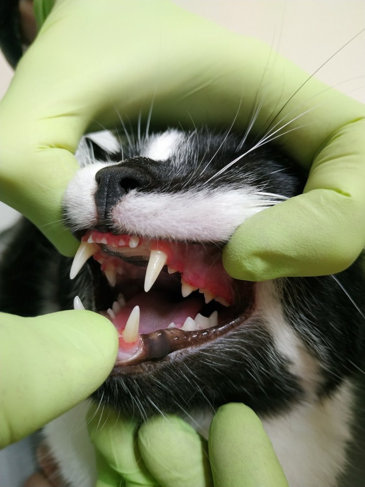 Зубы Мейн куна