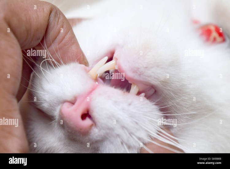 Кальцивироз у кошек на деснах