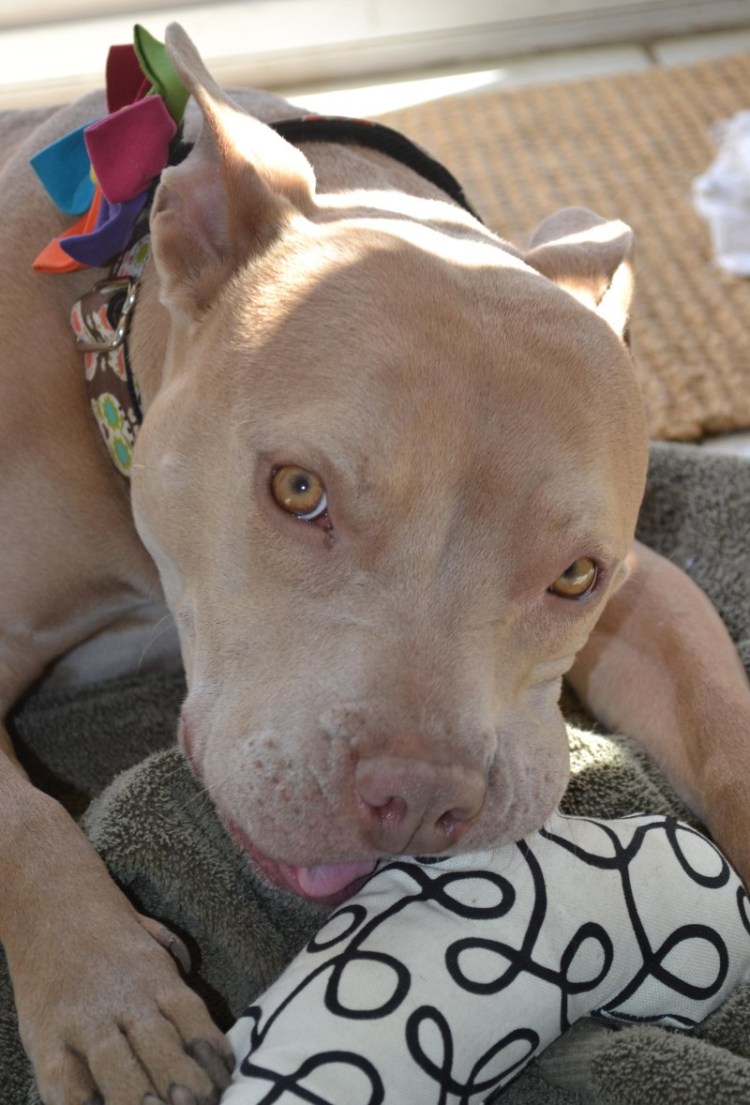 Питбуль собака