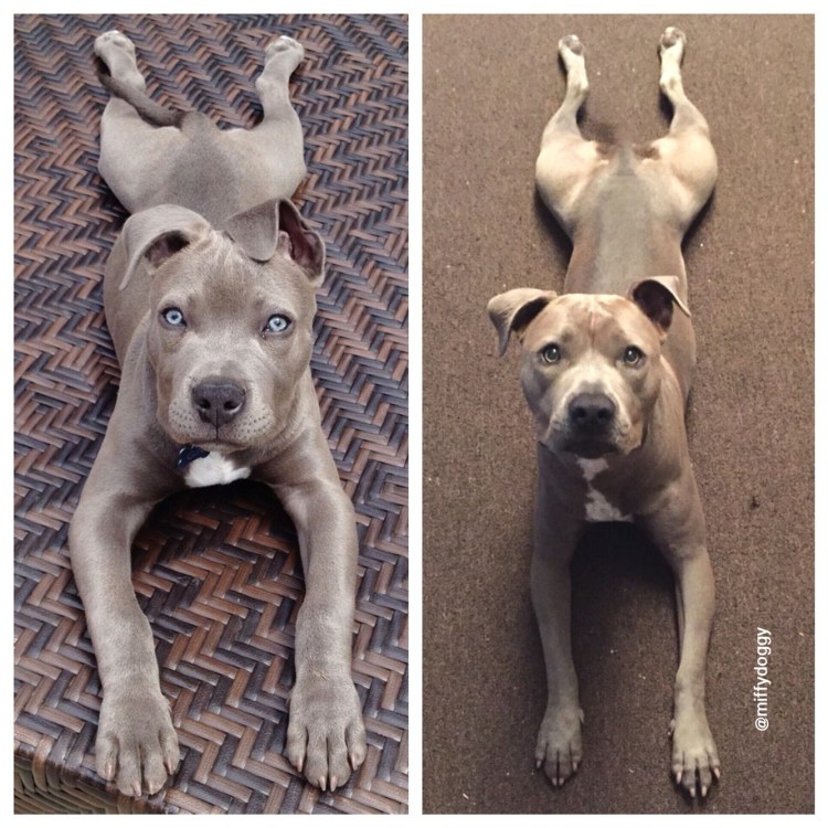 Взрослый питбуль с ушами