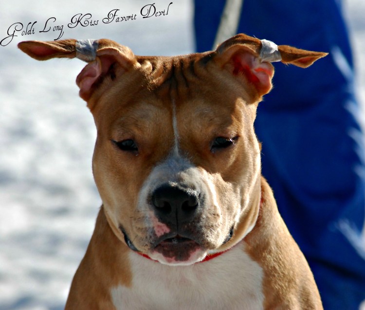 Стаффордширский терьер американский некупированный