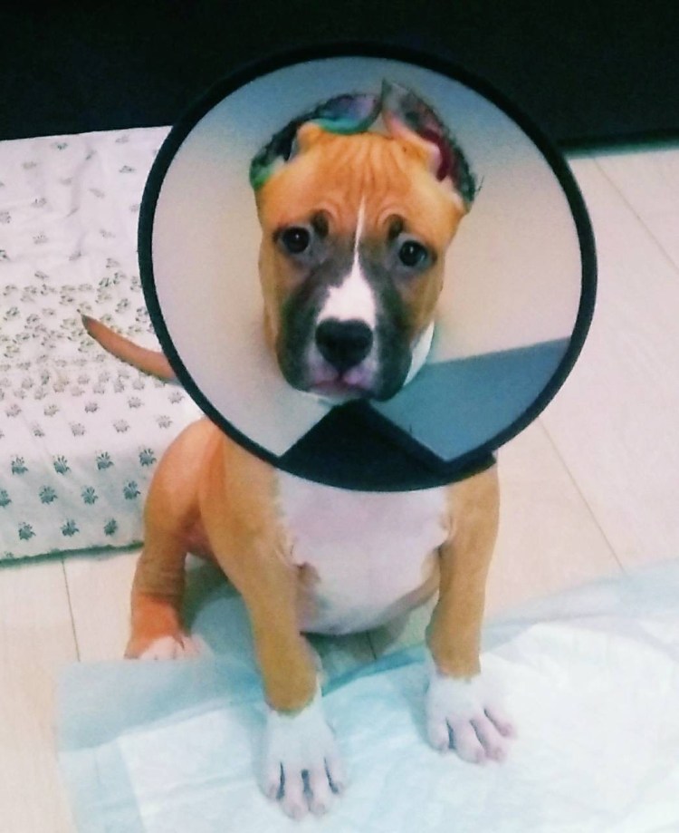 Купируем уши Стаффорд