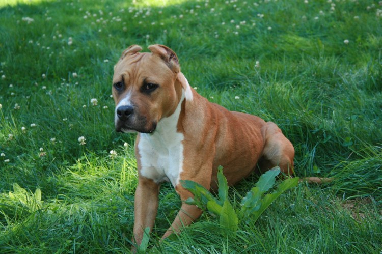 Стаффордширский боксер