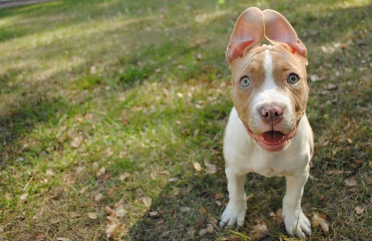 Пит с некупированными ушами