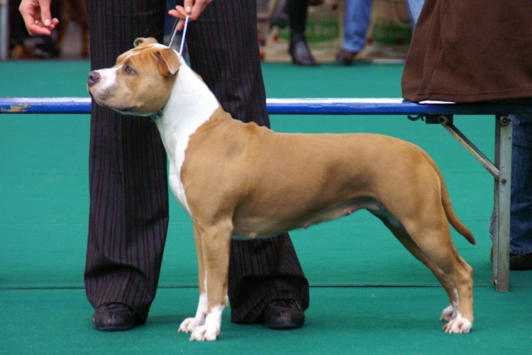 Американский стофапрдширдскийтерьер