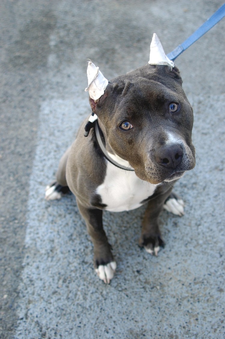 Американский питбуль 6 месяцев