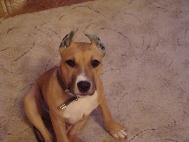 Амстафф питбуль терьер