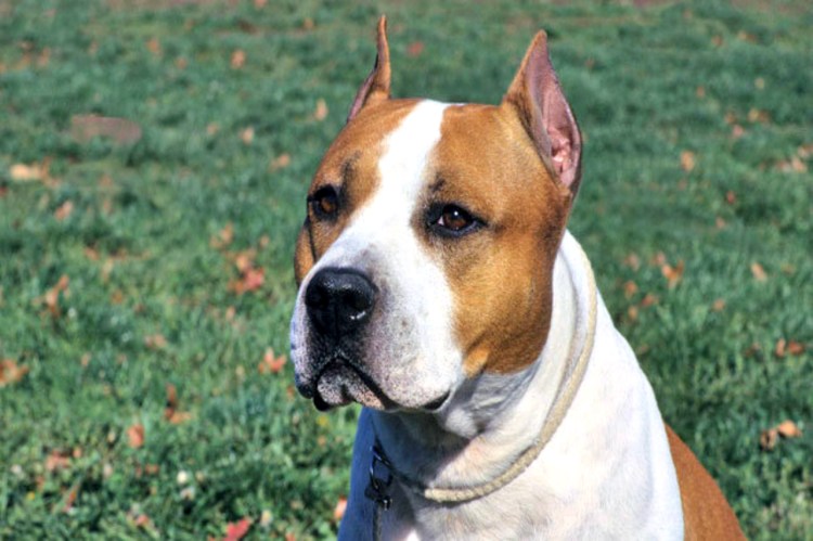 Аргентинский стаффордширский терьер