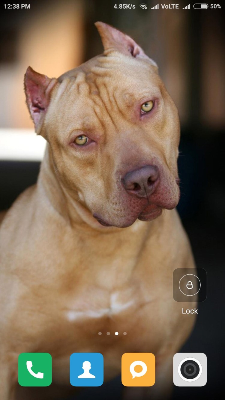 Питбультерьер некупированный