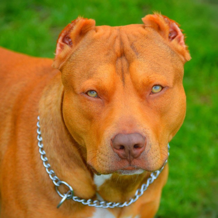 Стаффорд с некупированными ушами