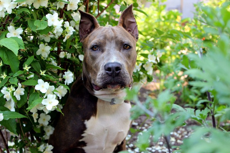 Американский стаффордширский терьер (амстафф)