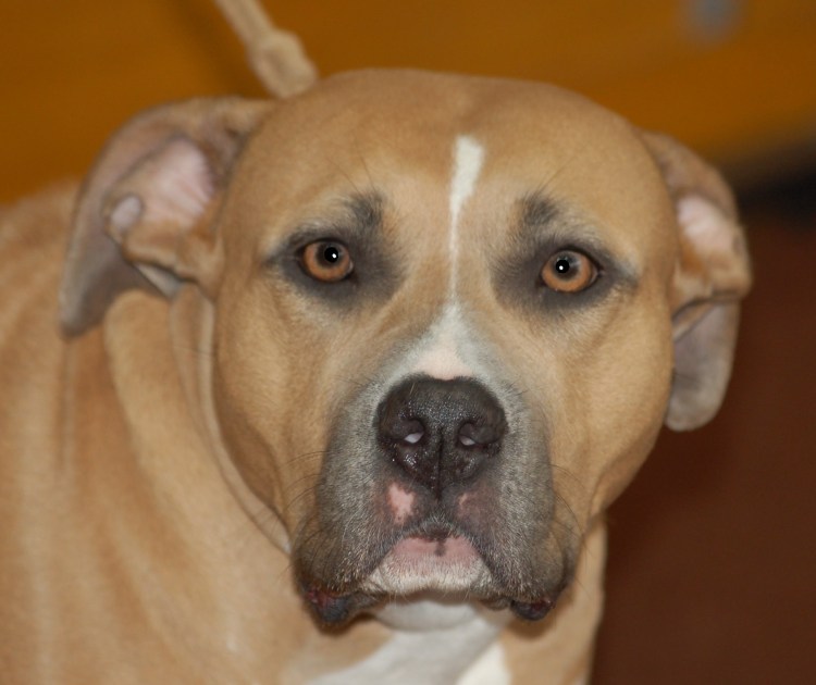 Стаффордширский терьер серый