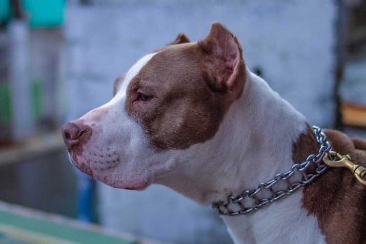 Стаффорд амстафф питбуль