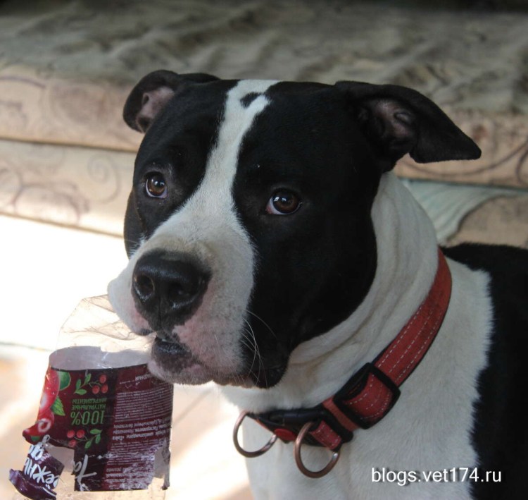 Стаффордширский бультерьер купированные уши