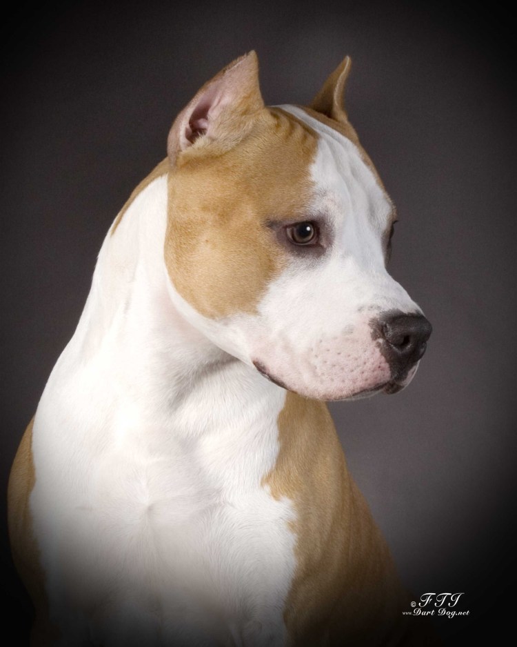 Питбуль уши купированные