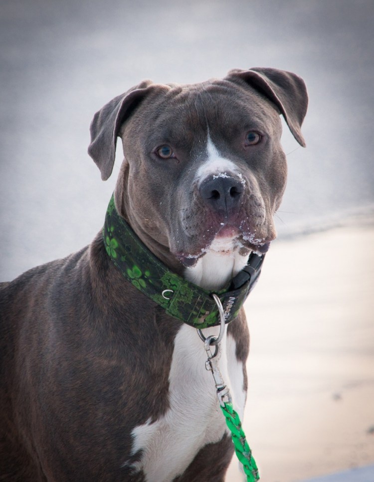 Американский стаффордширский терьер